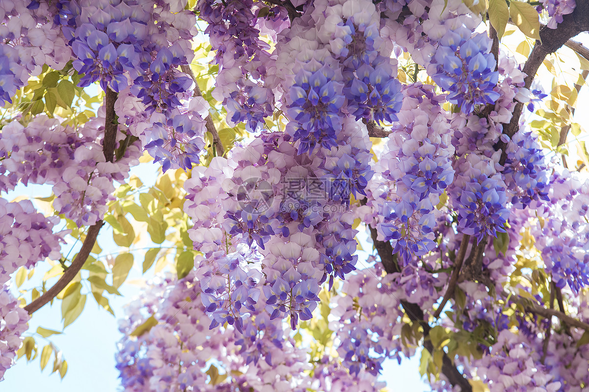 花园花架上的紫藤图片-千叶网