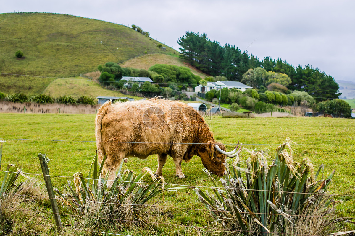 新西兰畜牧业