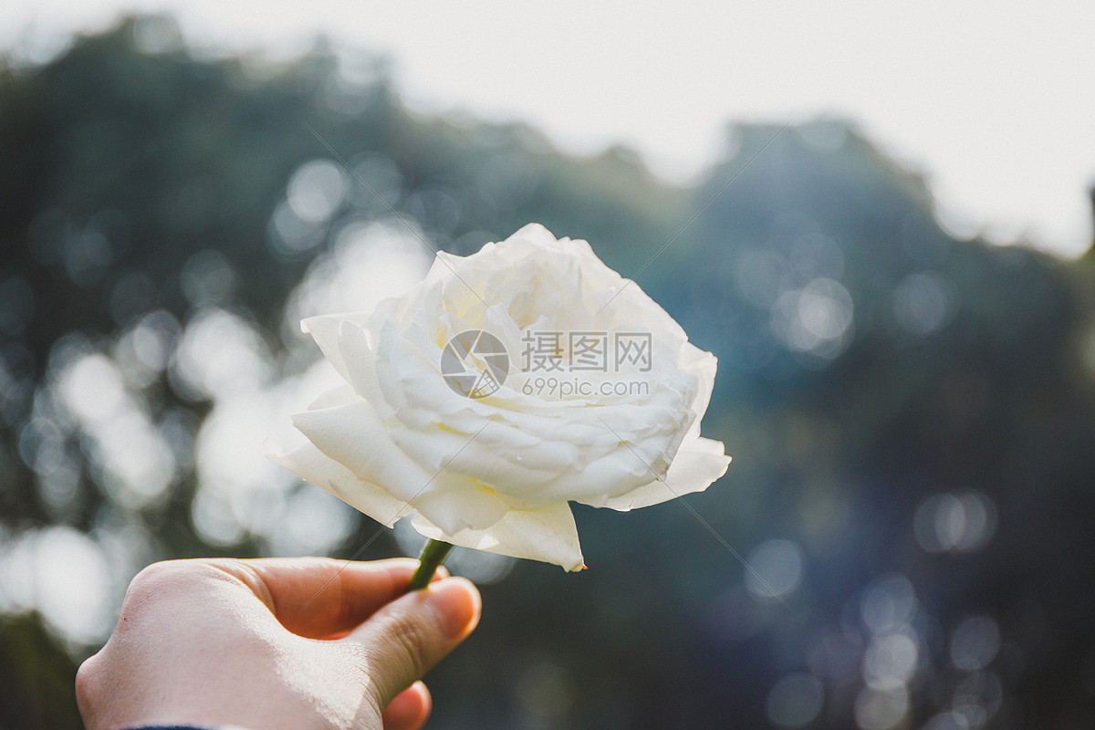 拍过的那些手捧花|摄影|产品摄影|chnwangning - 原创作品 - 站酷 (ZCOOL)
