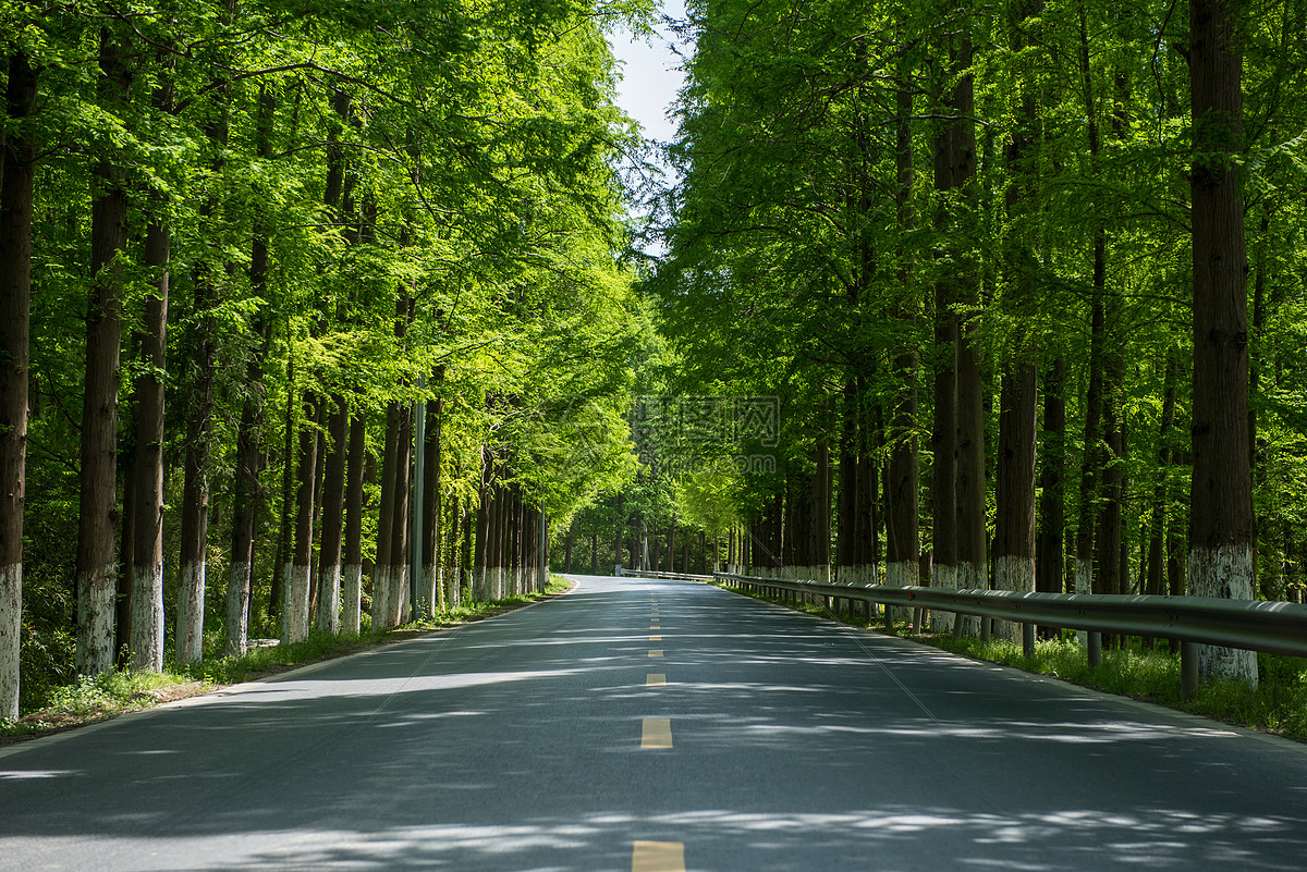 夏天树林间的公路