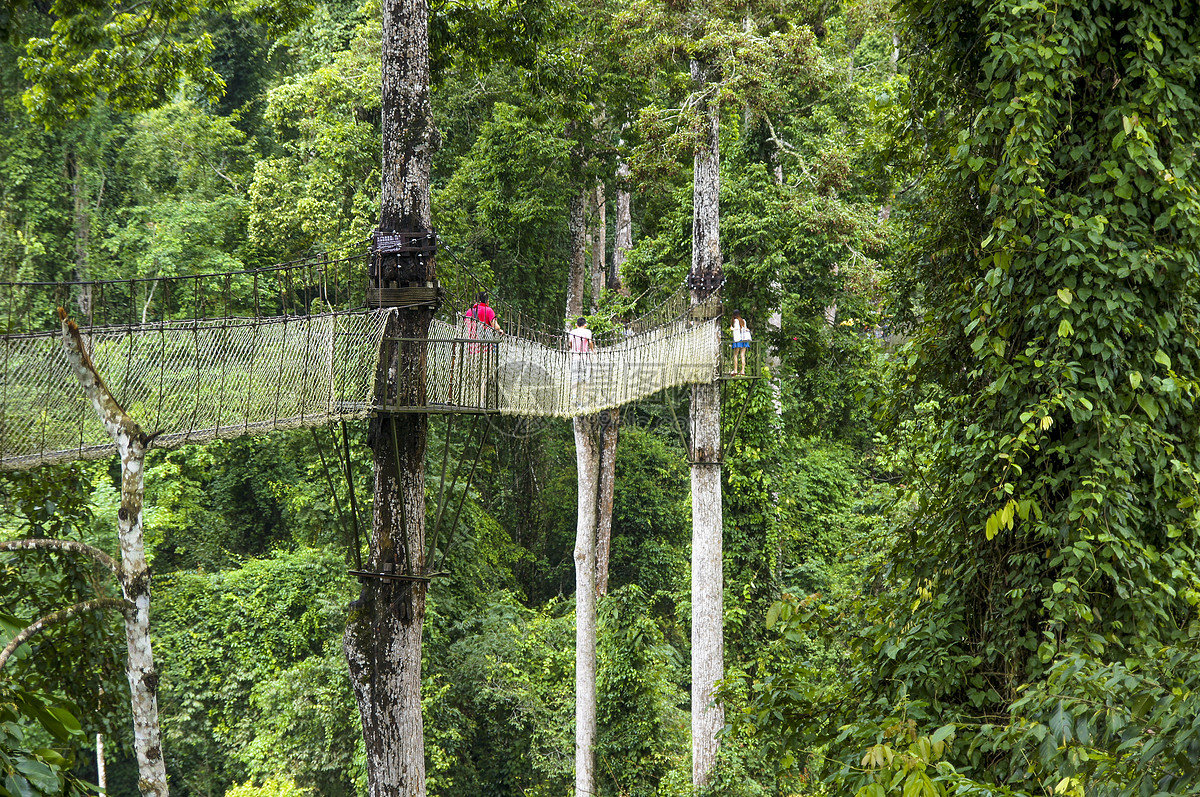 2021西双版纳热带雨林自然保护区游玩攻略,公园内最有特色的便是孔雀放...【去哪儿攻略】