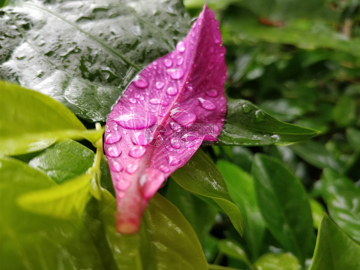 花上的雨滴