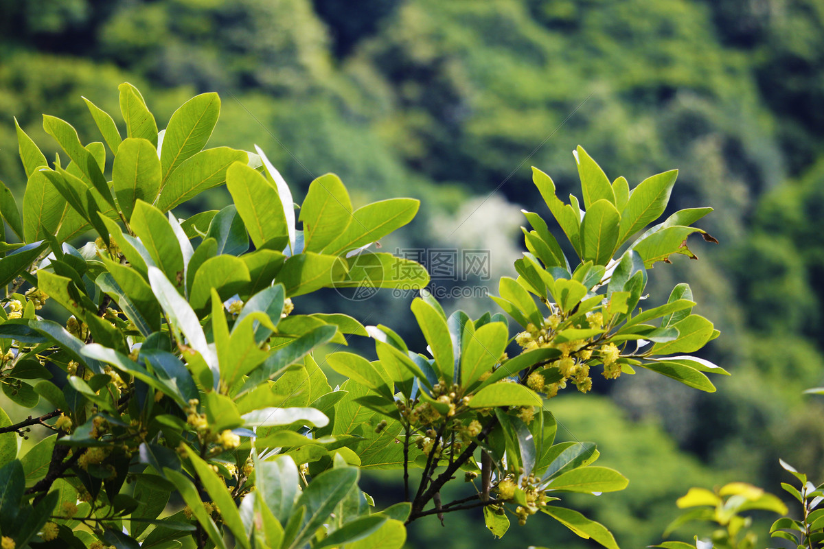 绿叶景深