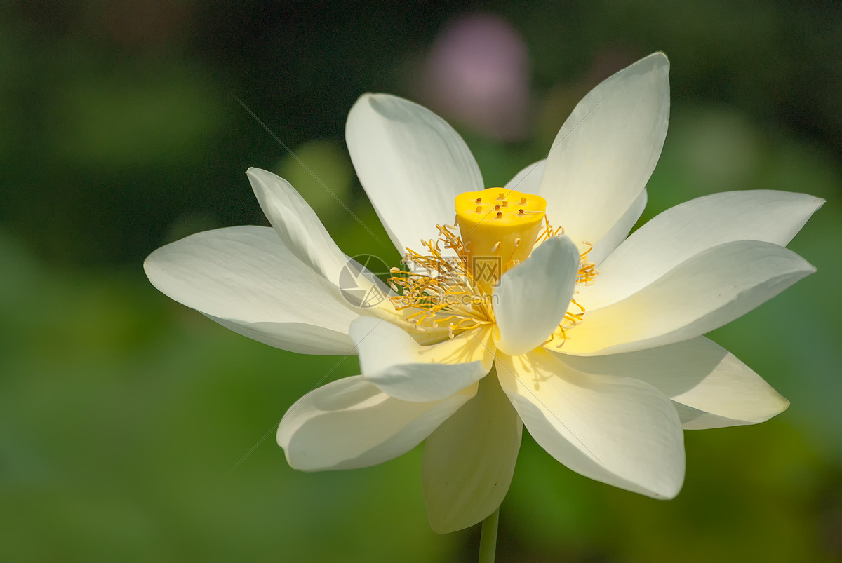 盛开的荷花白莲花