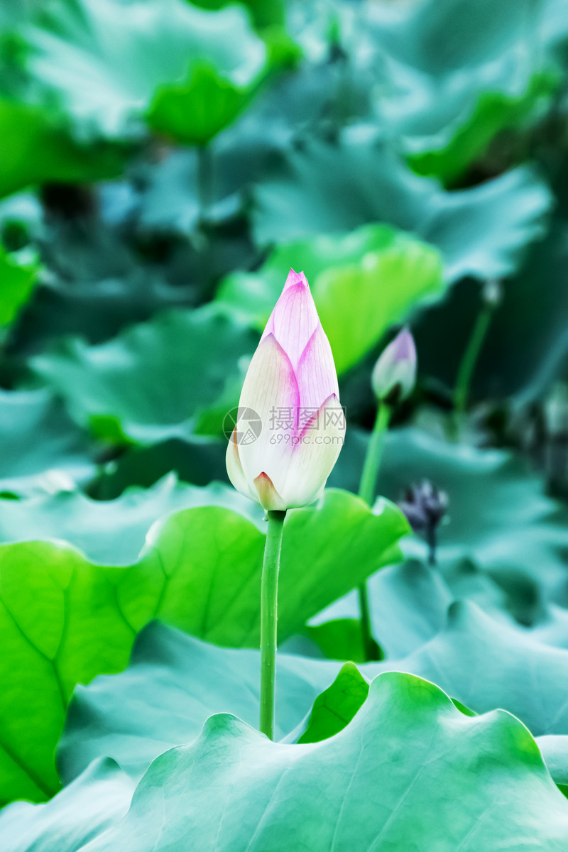 荷花莲蓬背景