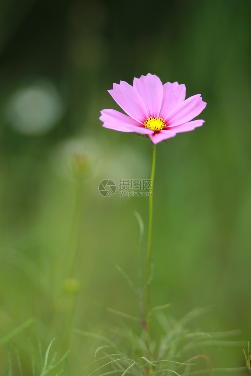 qq好友 微信朋友圈 qq空间 新浪微博  花瓣 举报 标签: 小菊花格桑花