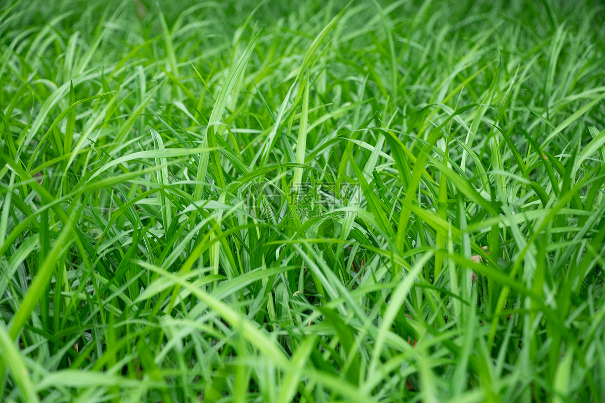 青草丛绿色自然高清图片素材