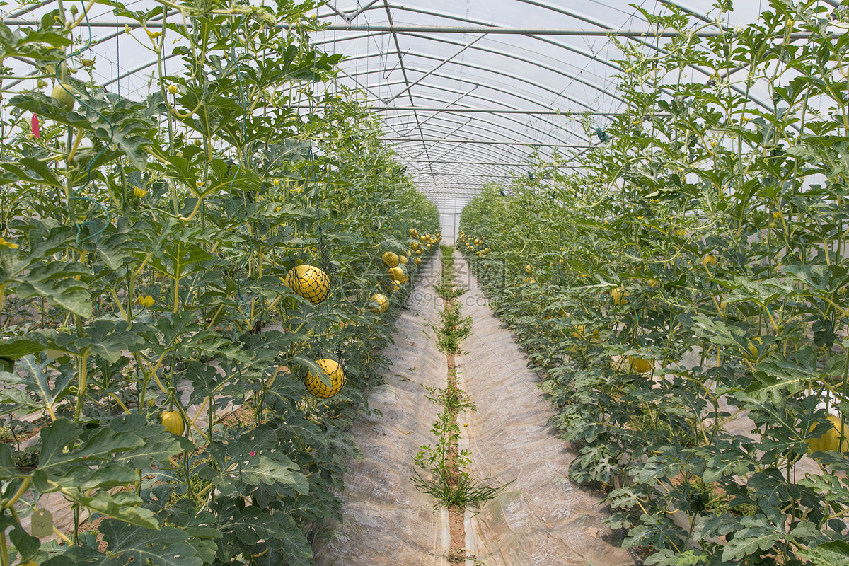 大棚种植水果