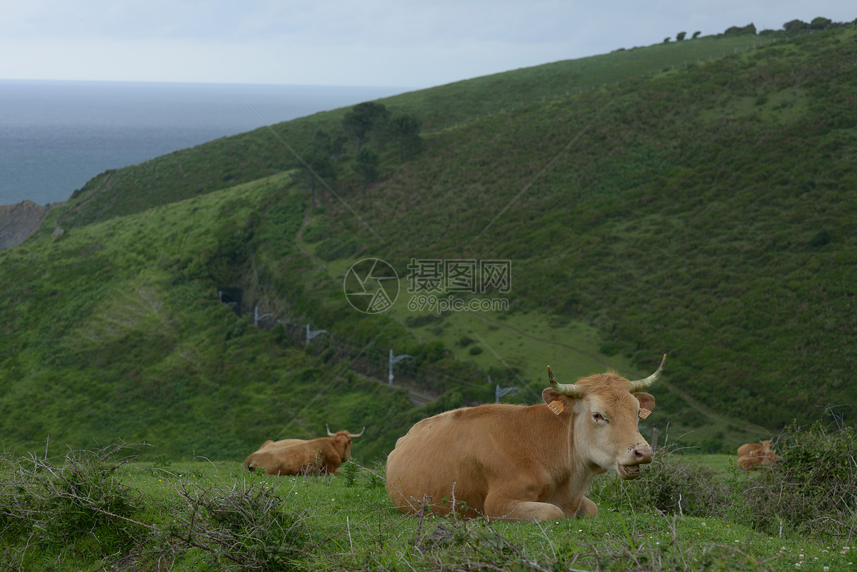 照片 自然风景 老鼠 西班牙东北部巴斯克海岸山边的牛与马.