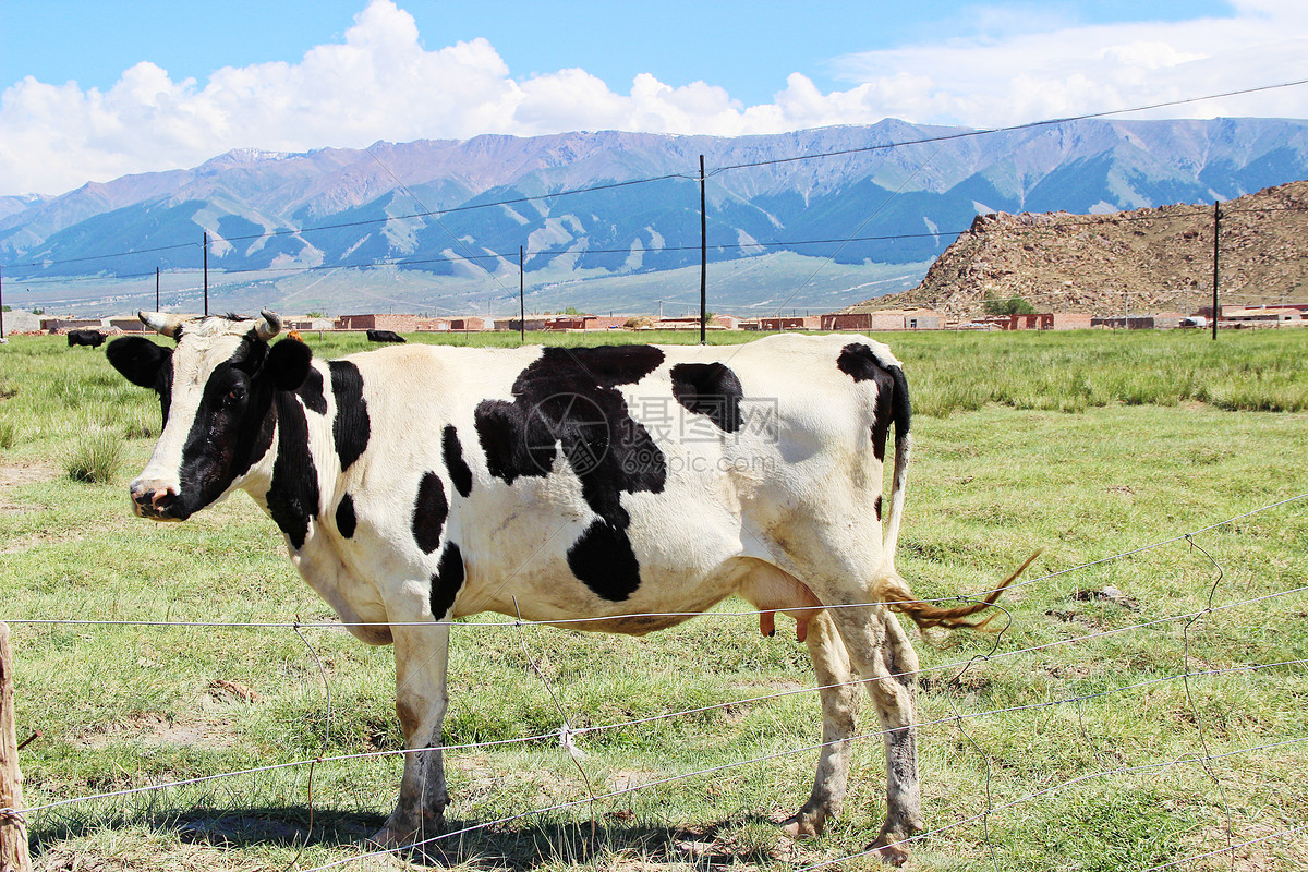 牧场智能化这么“牛”：首农奶牛中心用机器人给奶牛推料_中华网