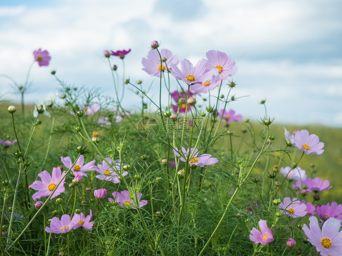 格桑花