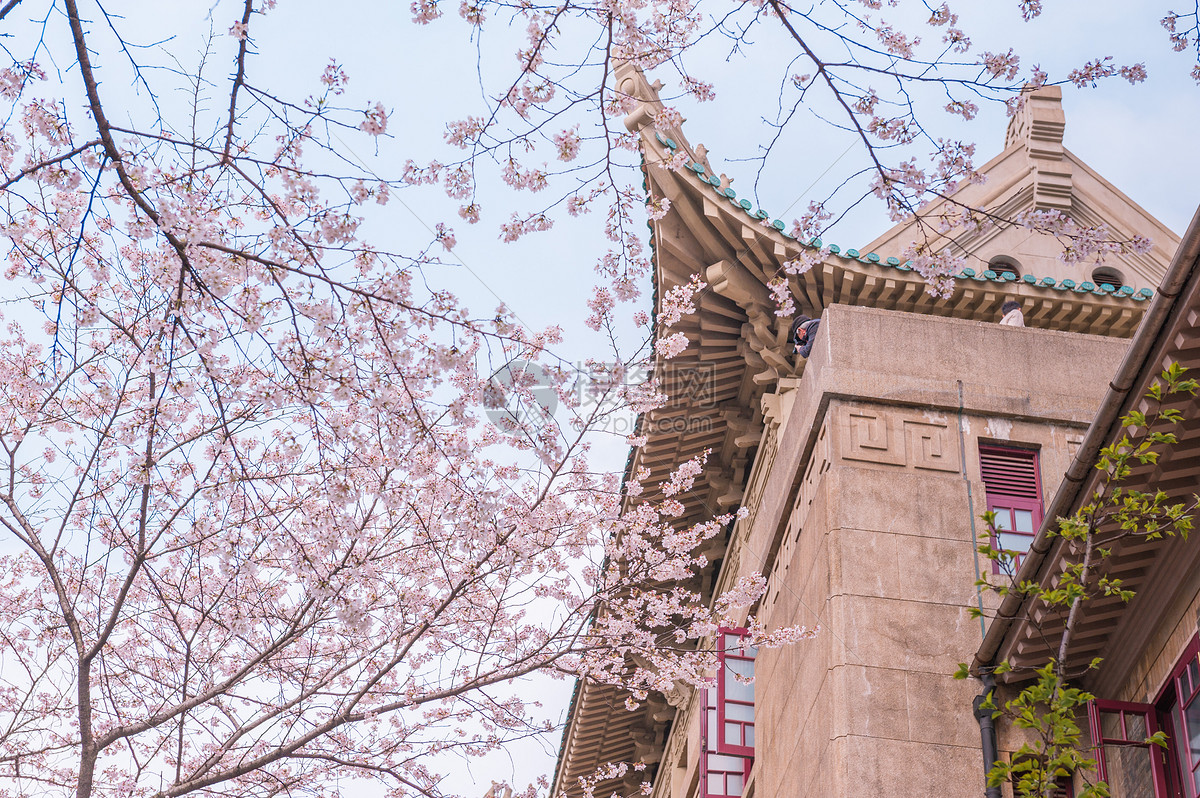 武汉大学樱花