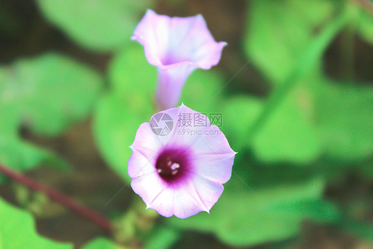 夏天花朵