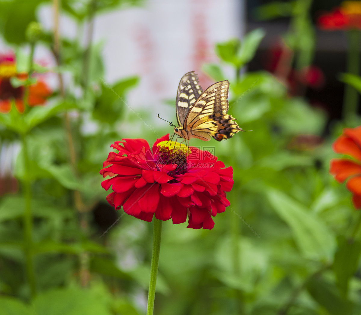 蝶恋花