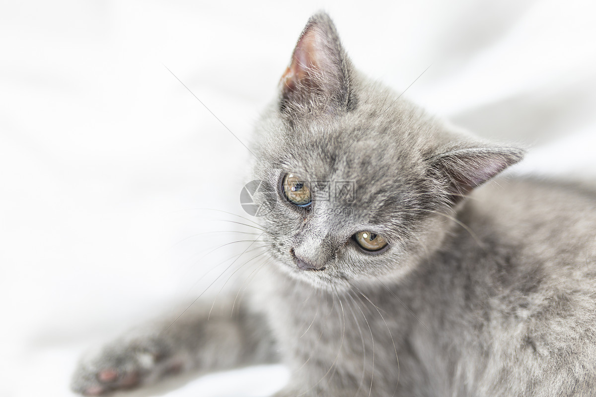 蓝猫特写图片素材_免费下载_jpg图片格式_vrf高清图片