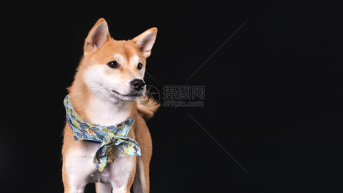柴犬狗