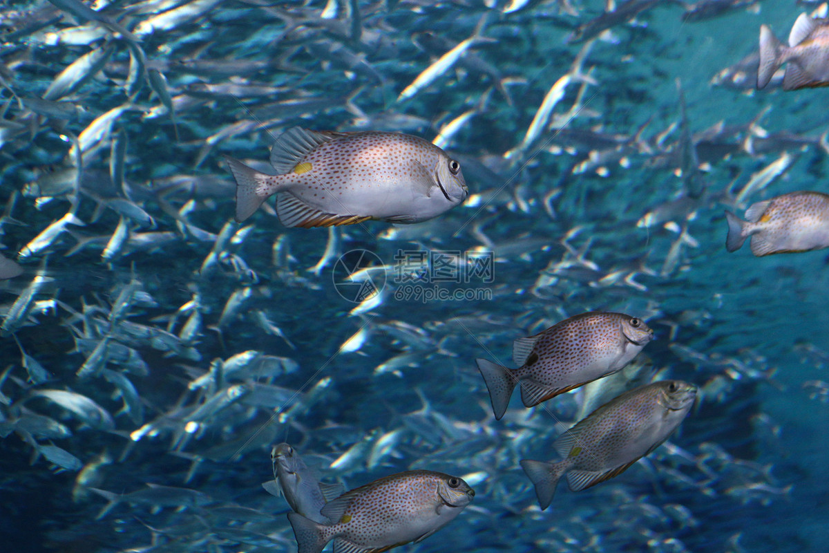 美丽的海鱼摄影图__鱼类_生物世界_摄影图库_昵图网nipic.com