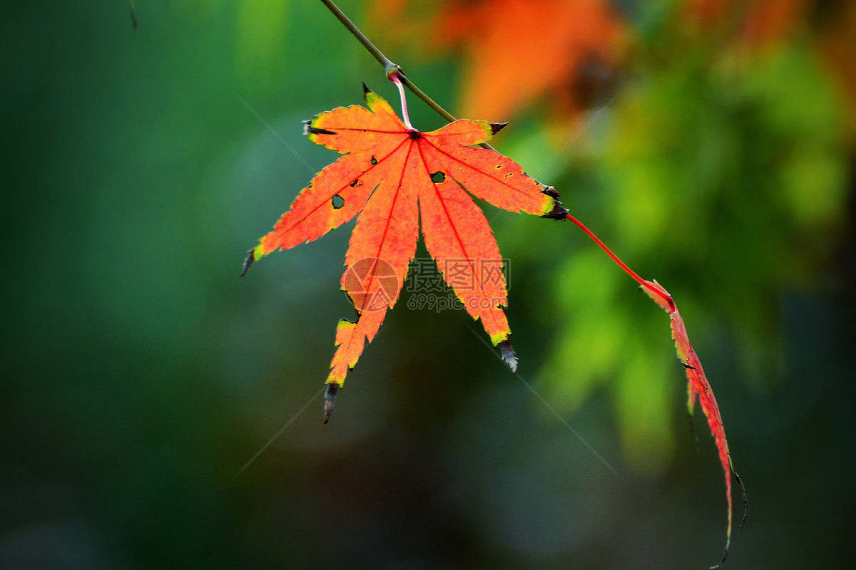 枫树林里秋天的落叶图片素材_免费下载_jpg图片格式_VRF高清图片500512184_摄图网