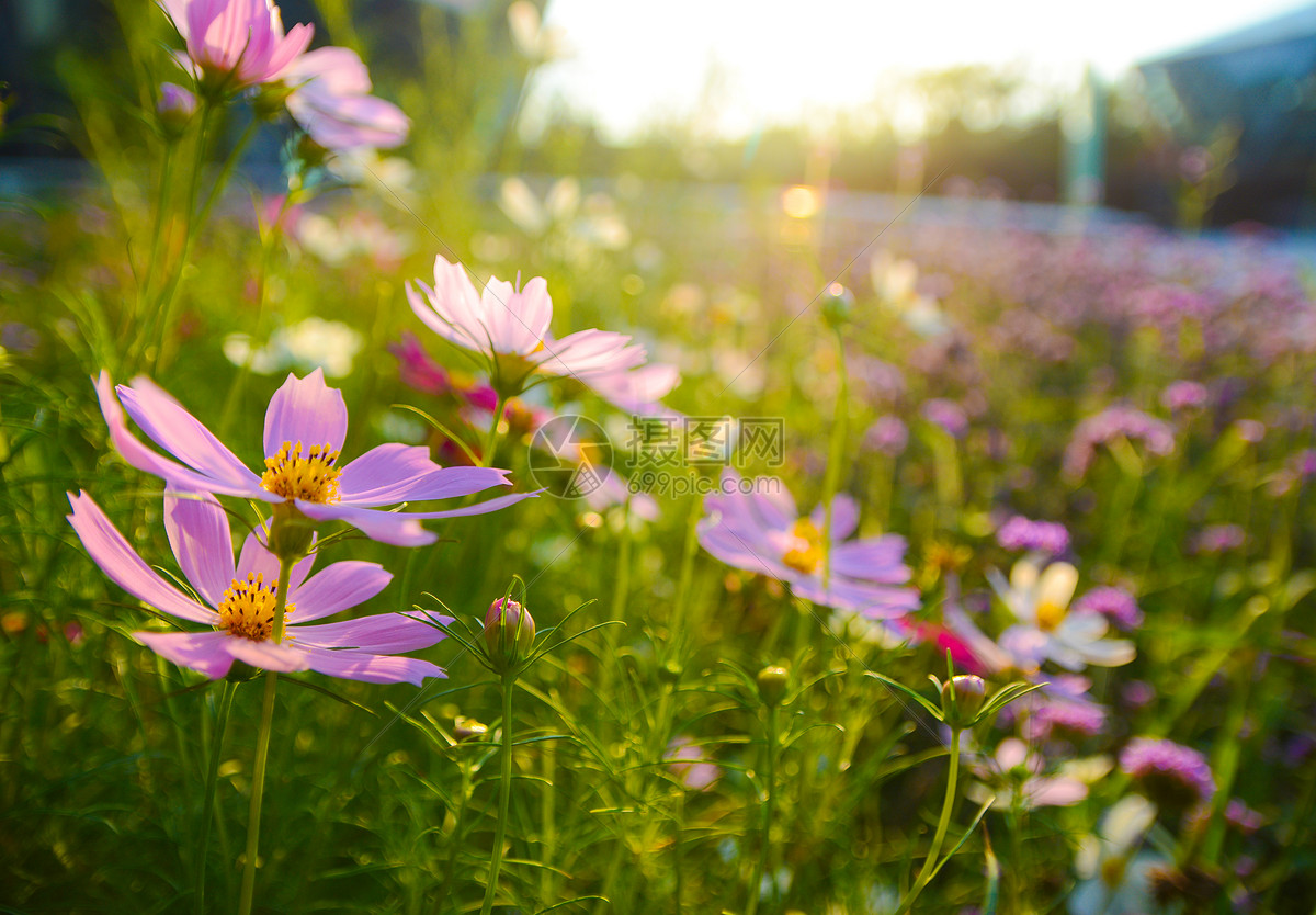 夕阳下的花朵