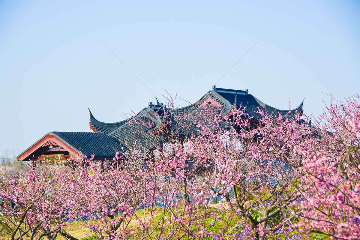 上海奉贤海湾国家森林公园梅花