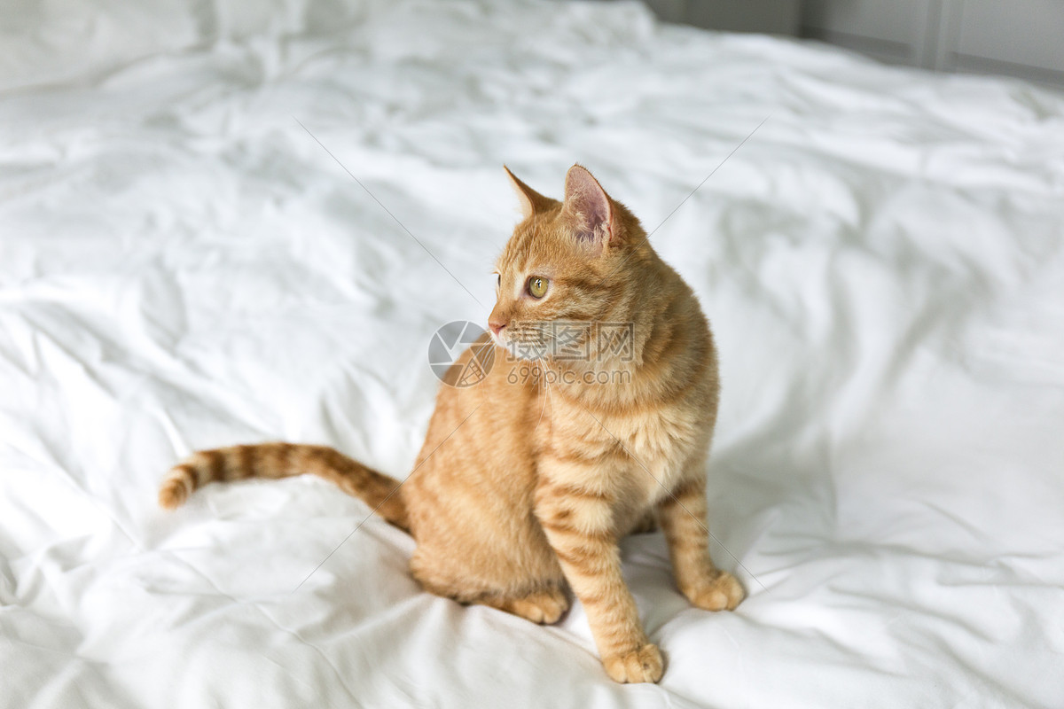 橘猫