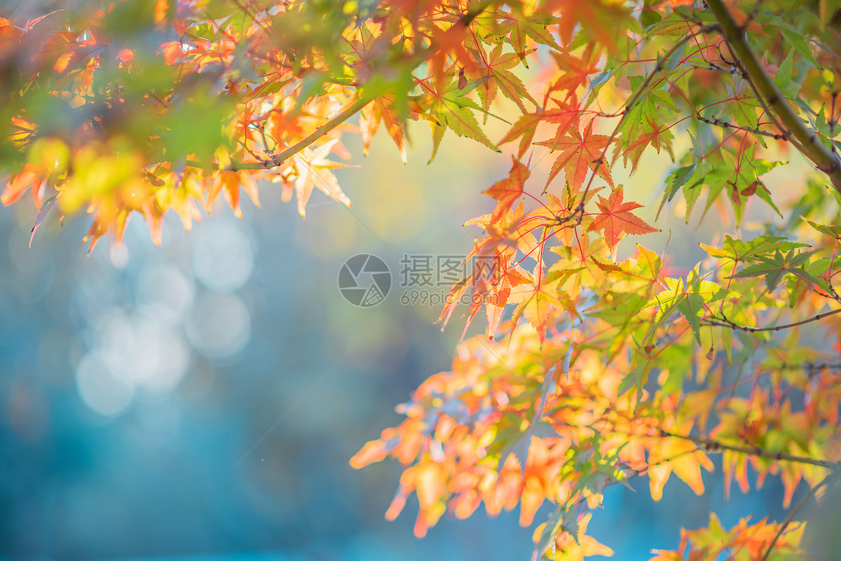 秋景高清图片下载-正版图片500170822-摄图网