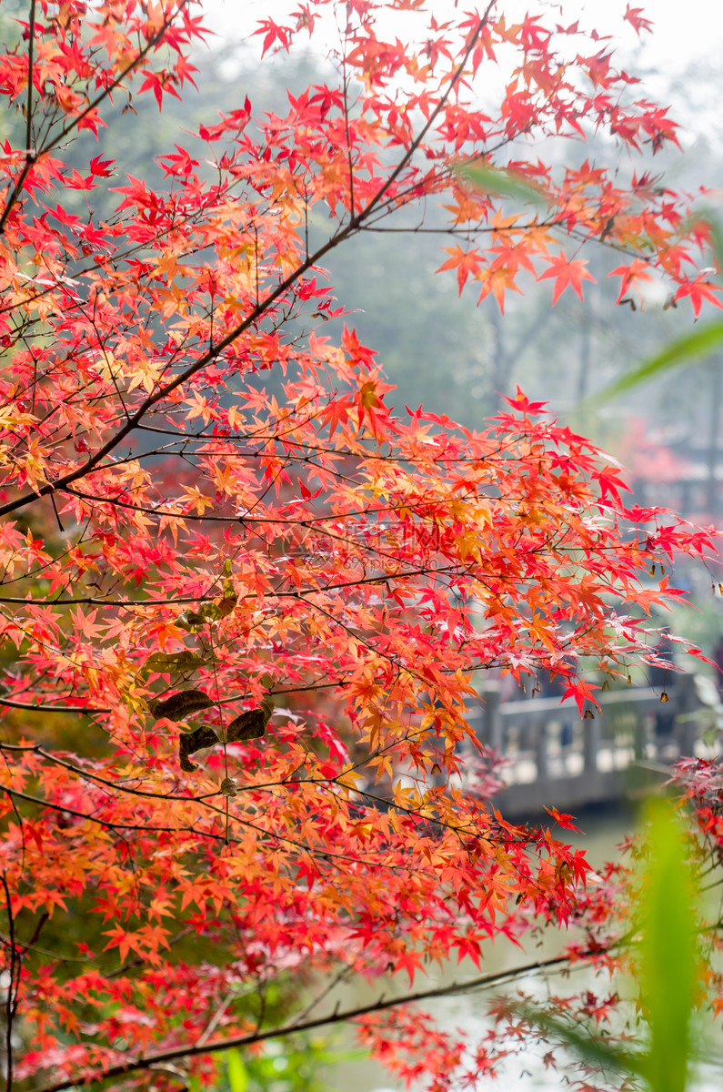 南京栖霞山的枫叶