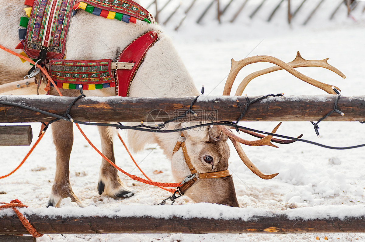 北欧芬兰洛瓦涅米圣诞老头人村驯鹿拉雪橇