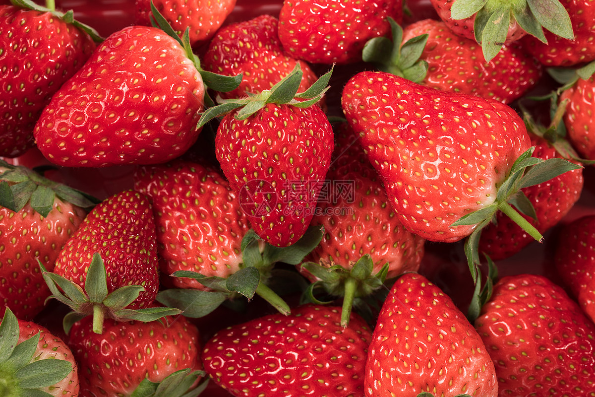 等待采摘的草莓高清图片下载-正版图片500295144-摄图网