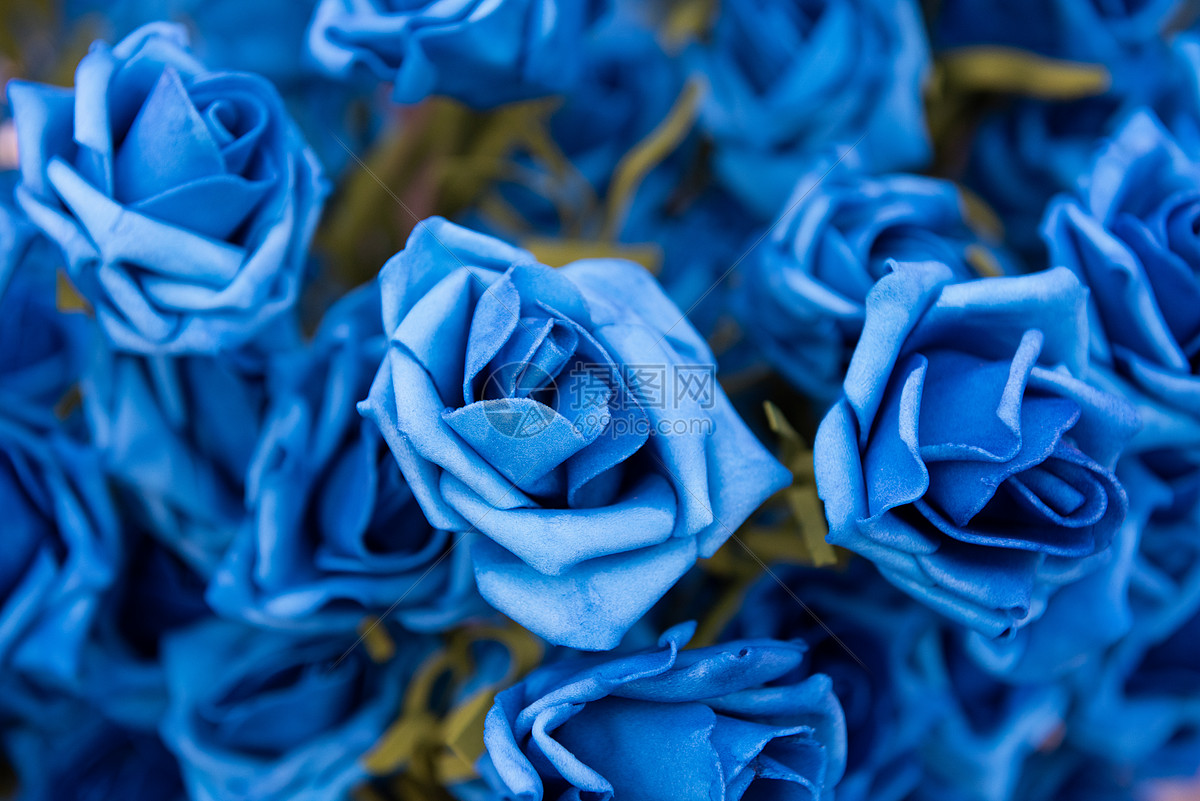 蓝玫瑰花4K壁纸-千叶网