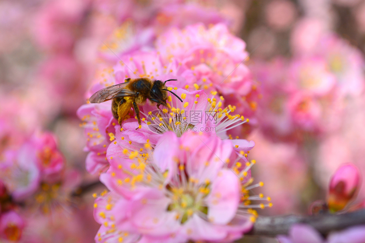 蜜蜂在樱花上采蜜