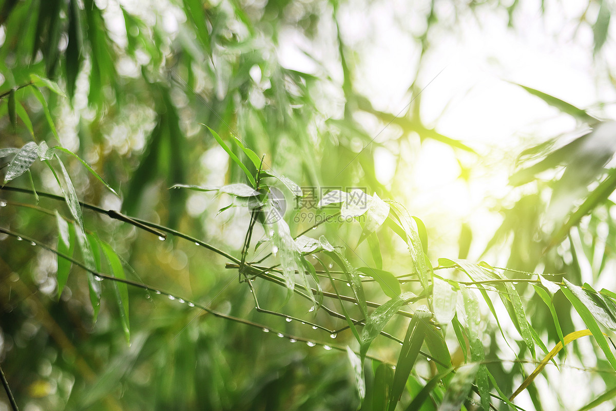 雨后阳光