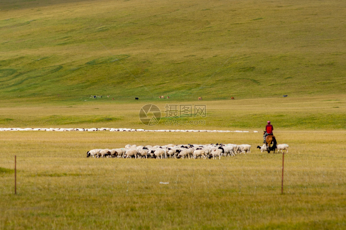 新疆草原牧民牲畜