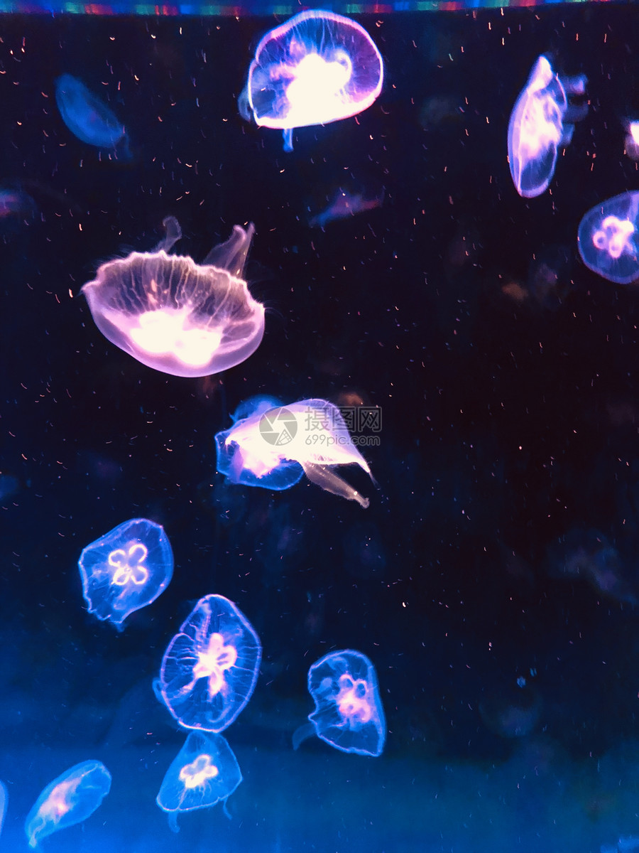 水族馆水母