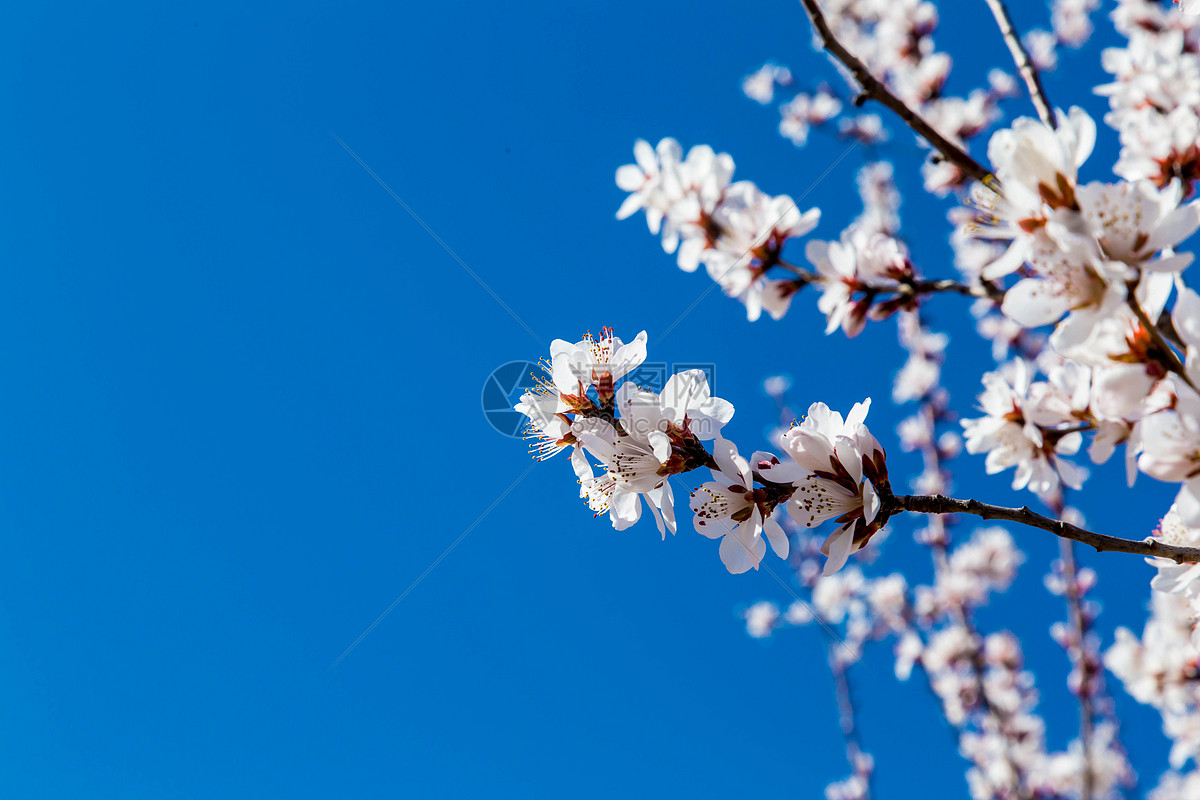 春天花朵风景图片,春天的柳树图片,最美春天风景图片大全(第4页)_大山谷图库