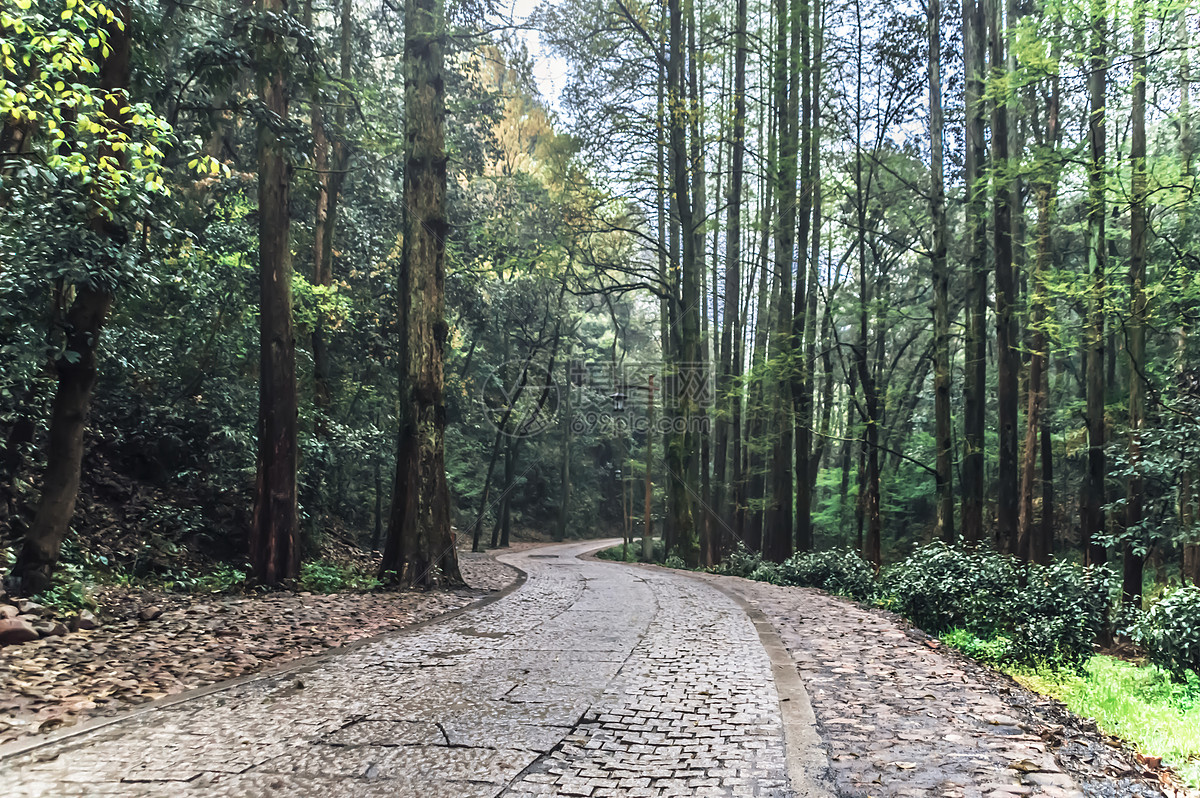 林间小路背景