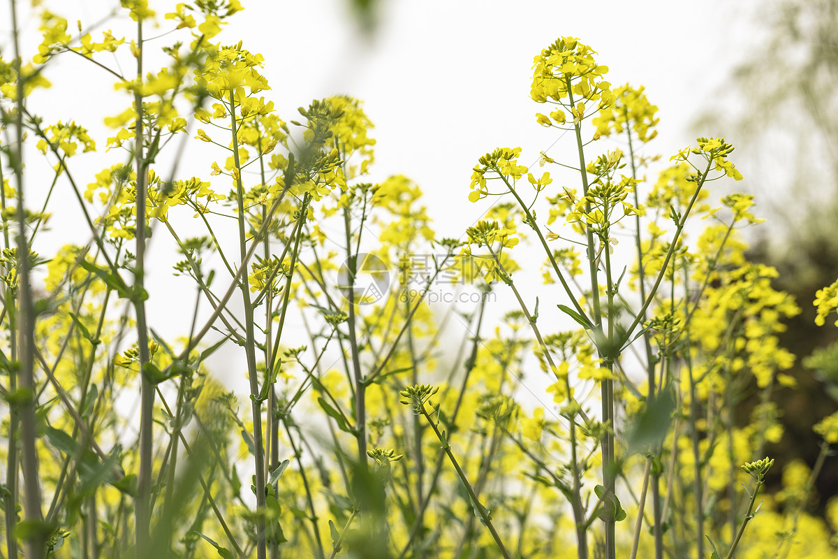 油菜花