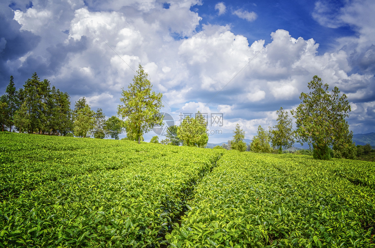 茶叶是大自然的味道-茶园摄影|摄影|人文/纪实|Jewstudio - 原创作品 - 站酷 (ZCOOL)