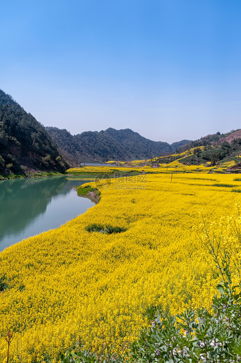 安徽新安江油菜花花海美景