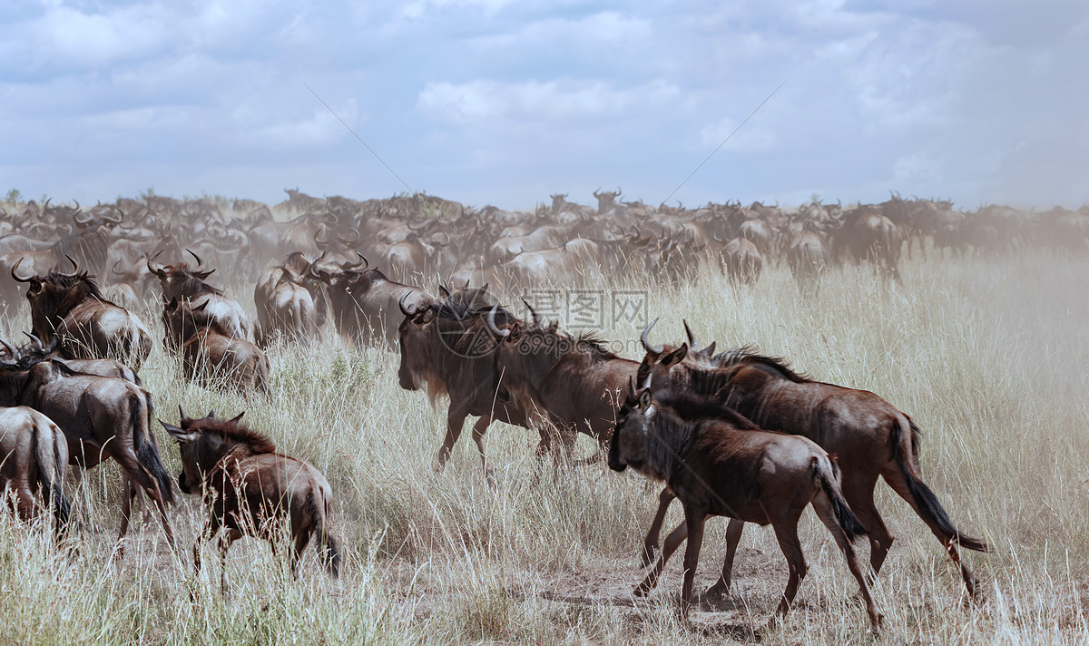 非洲角牛