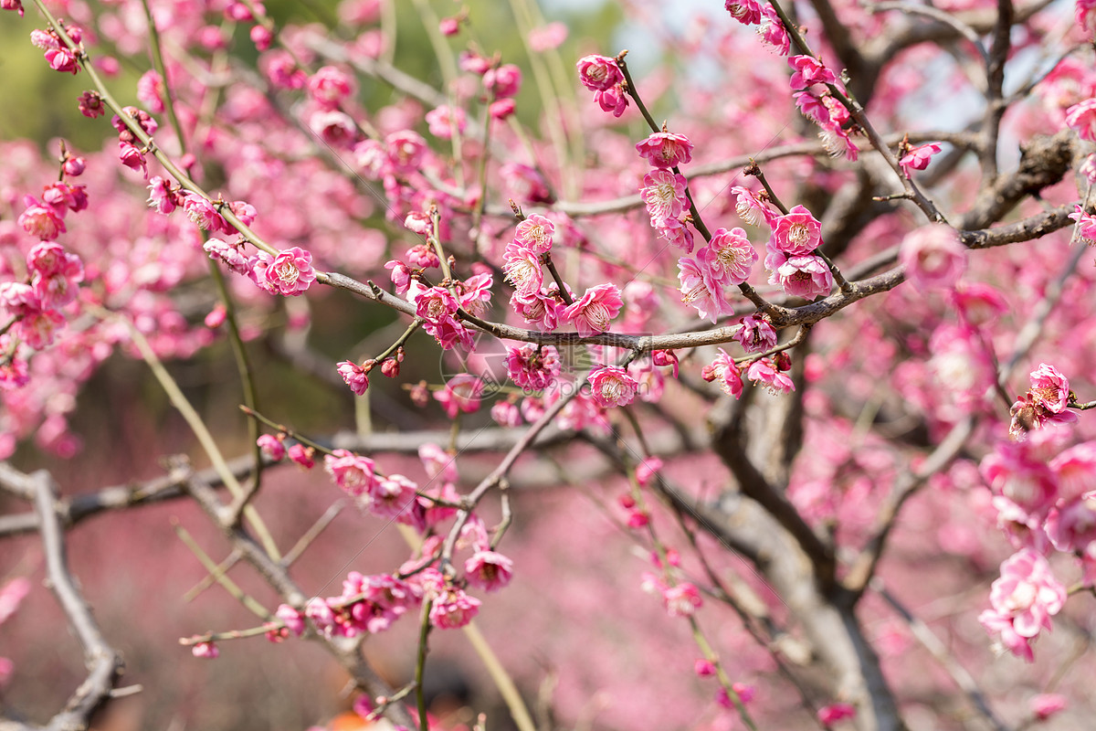 照片 自然风景 梅花.