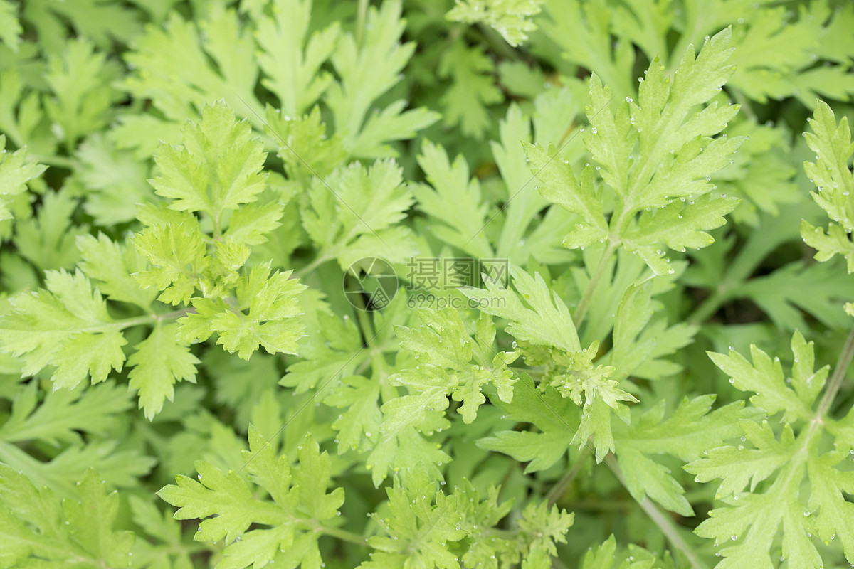 扁秆藨草-民勤沙生植物园植物-图片
