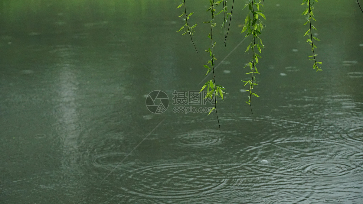 照片 自然风景 春雨杨柳漫挂图.