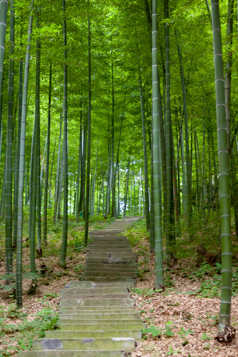 乡村户外竹林