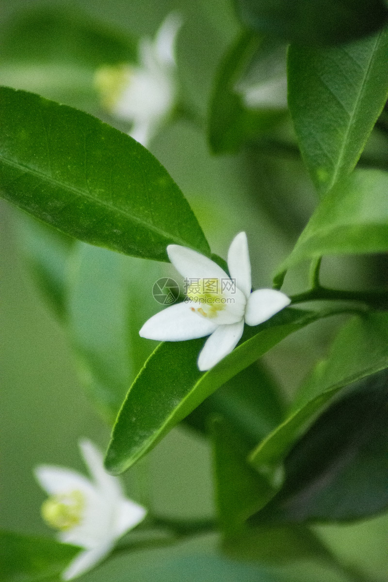 橘子花