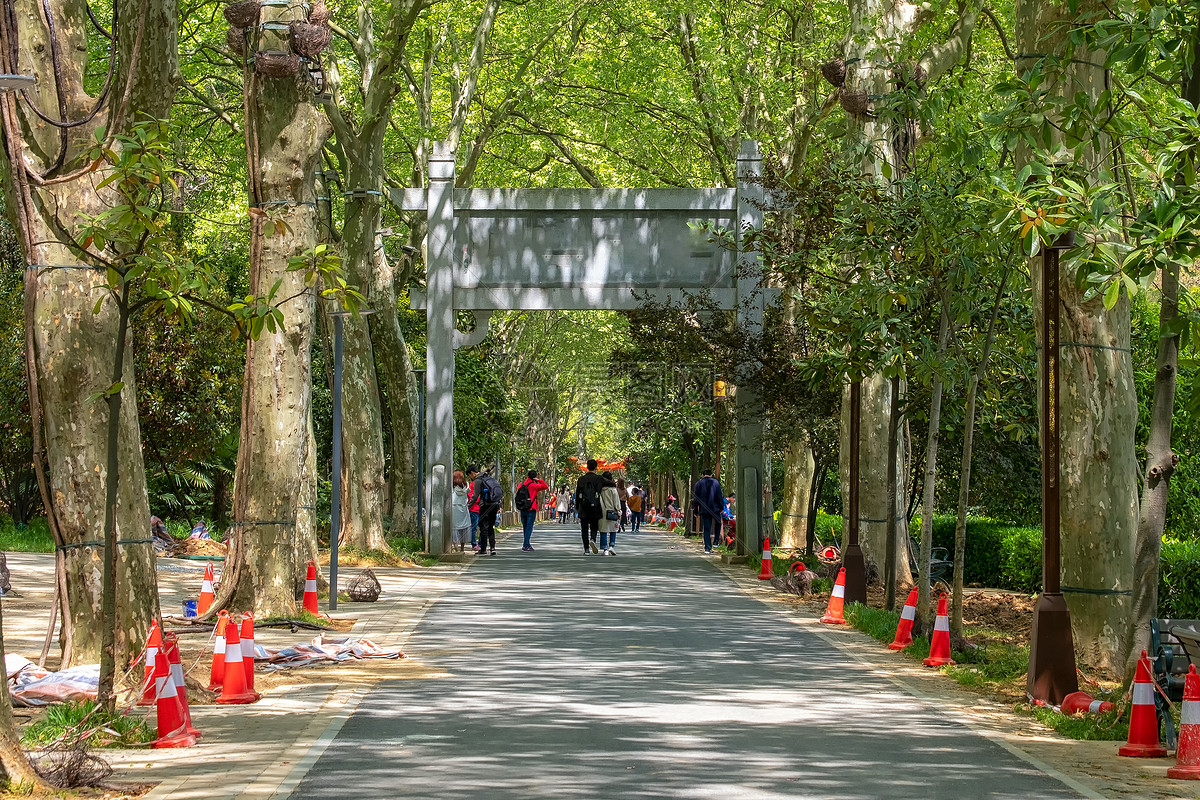 照片 自然风景 大学校园阳光斑驳的林荫道.