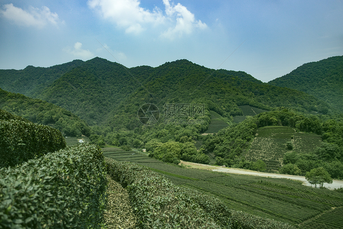 茶园图片素材_免费下载_jpg图片格式_vrf高清图片_摄