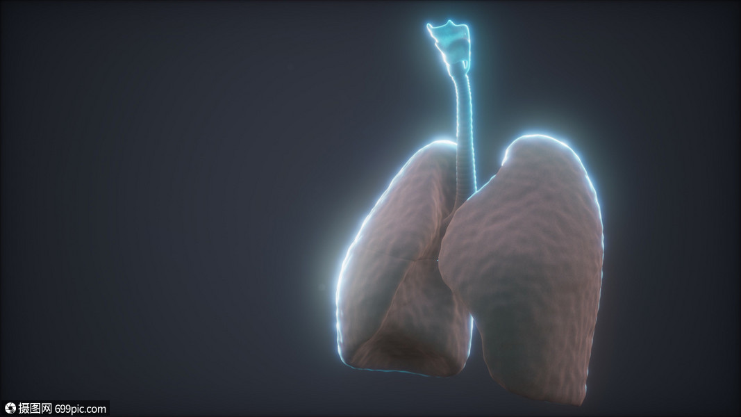 人类肺的三维动画