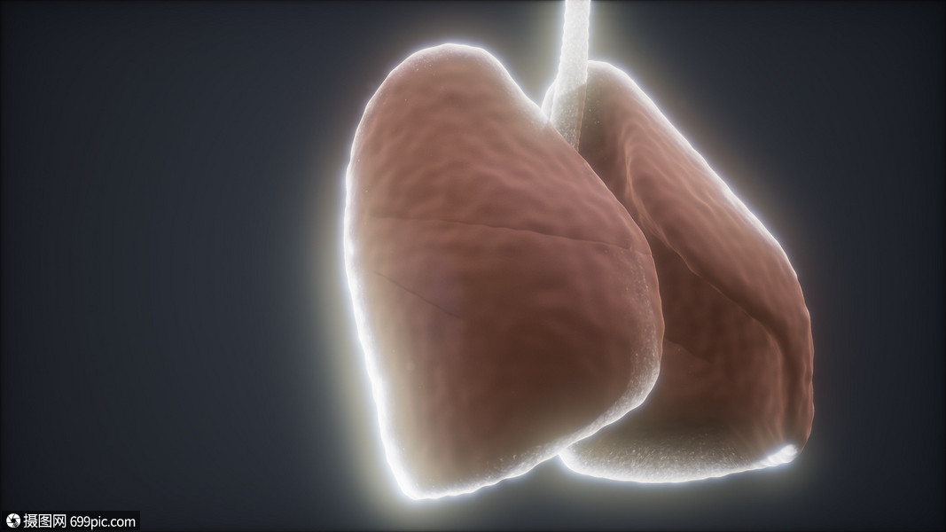 循环三维渲染医学上准确的人类肺动画呼吸系统图解的