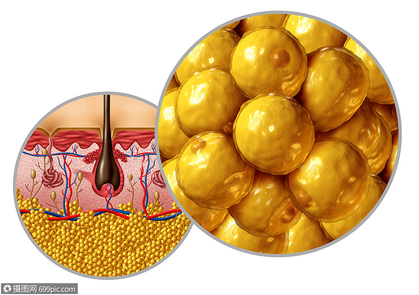 脂肪解剖图脂肪细胞脂肪细胞的与人体表器官的横截保健医学符号的解剖